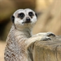 meerkat experience bristol